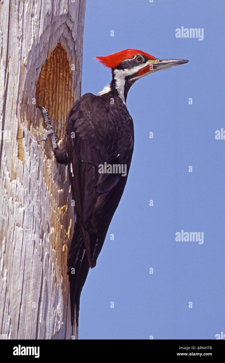 Pileated woodpecker cavities hi-res stock photography and images - Alamy