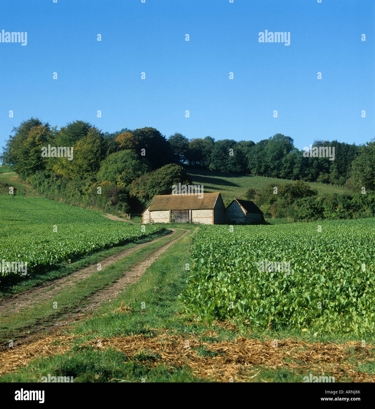 Farm track with turnip fodder crop leading to flint barn in the Berkshire Downs near Hungerford Stock Photo