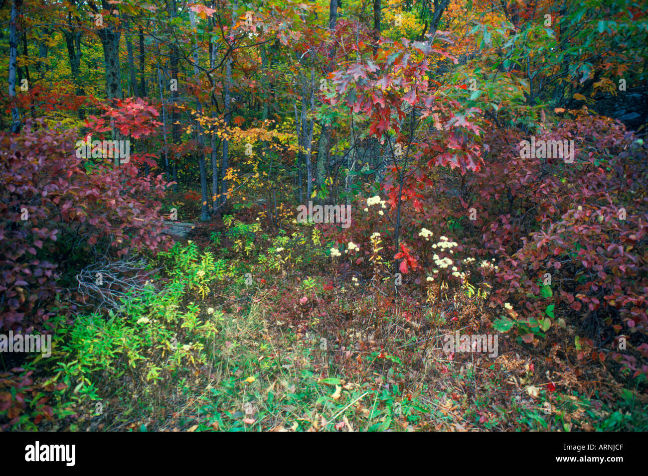 USA Autumn in the Woods in The Catskill Mountains in New York State