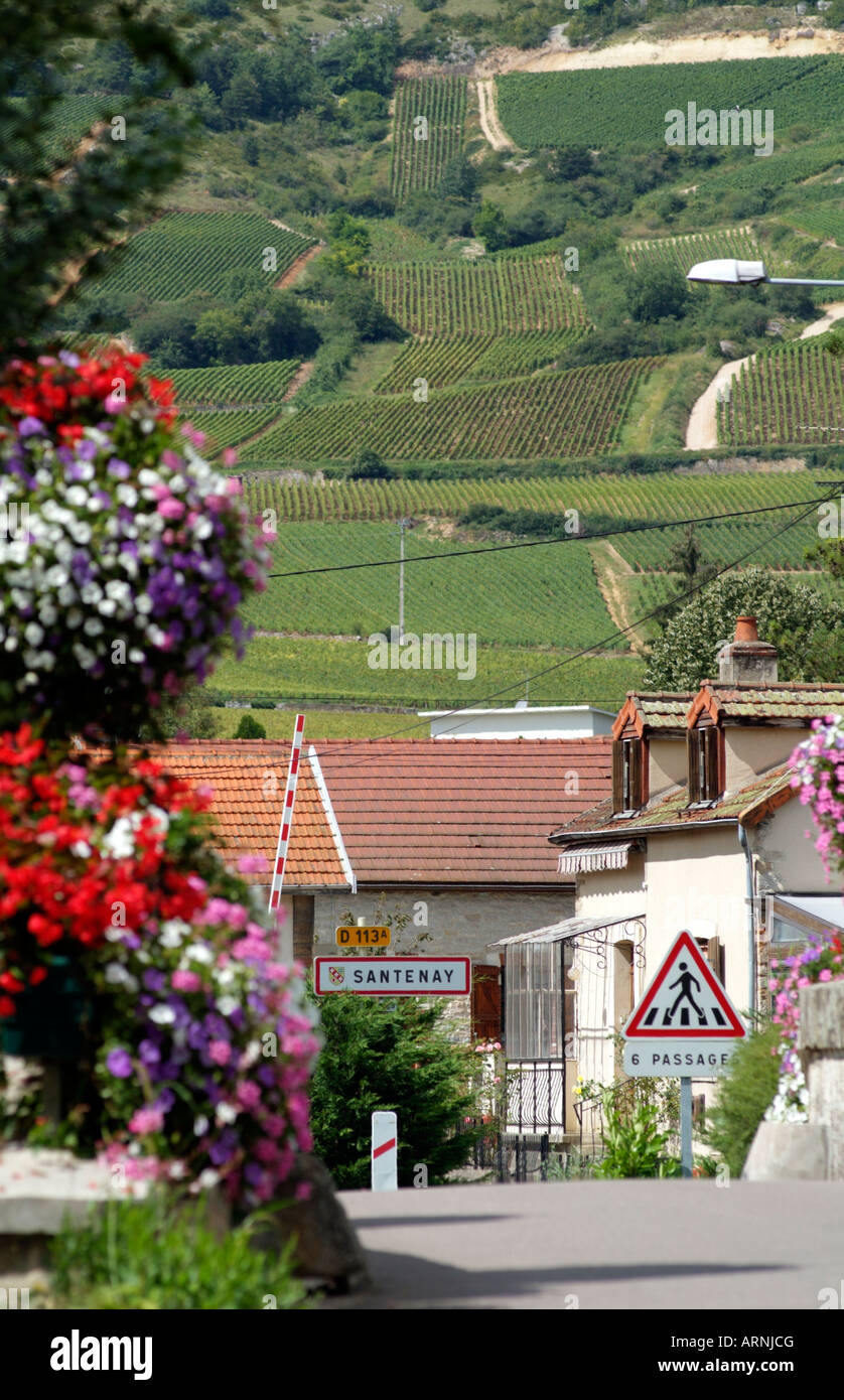 Santenay Village and Vines Cotes de Beaune Burgundy France Stock Photo