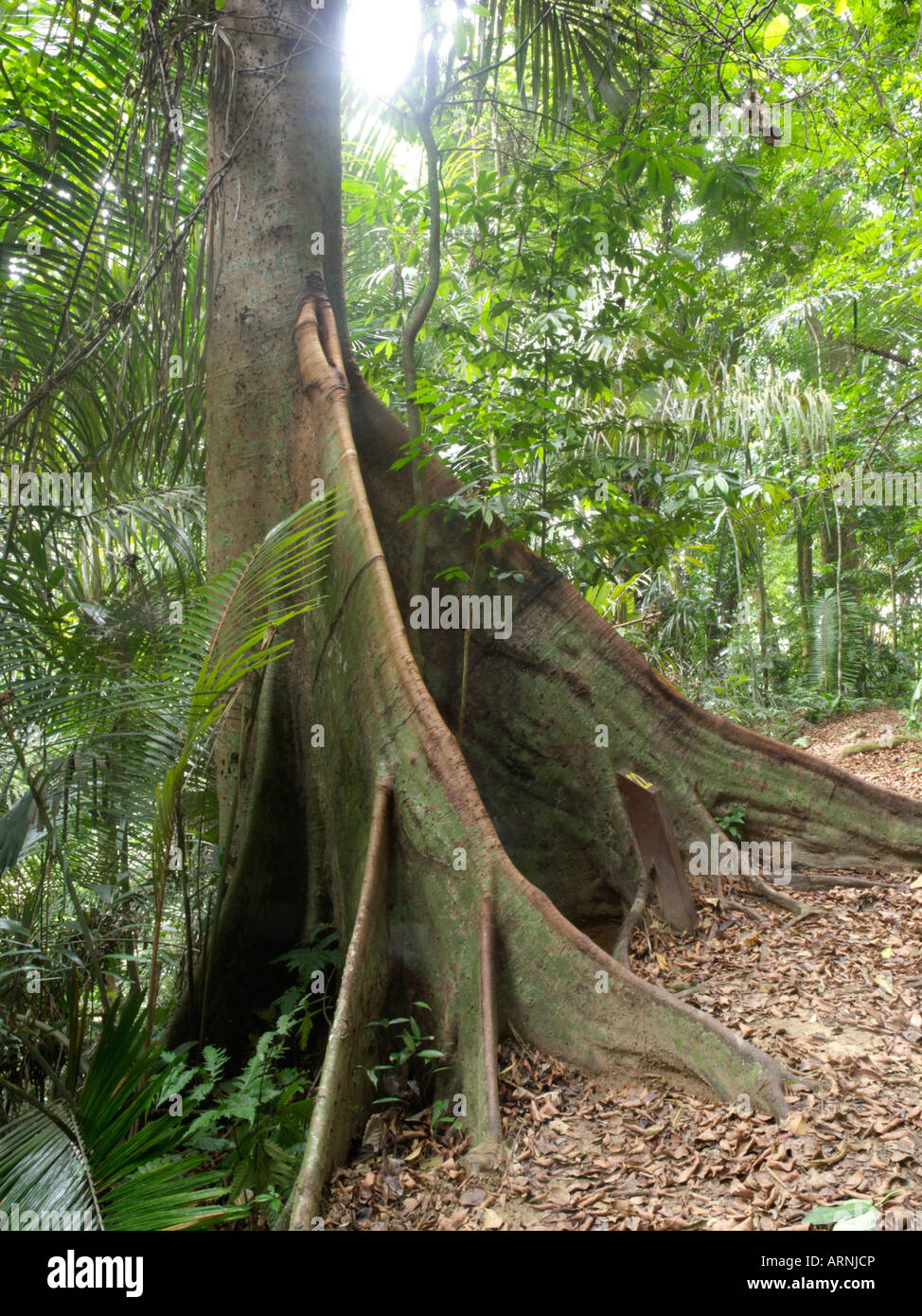 The parts of a tree are the roots hi-res stock photography and images ...