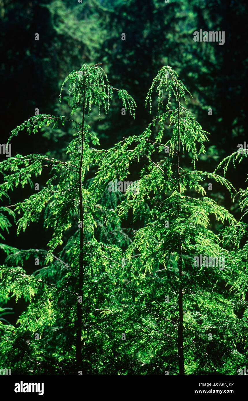 young Hemlock trees, British Columbia, Canada. Stock Photo