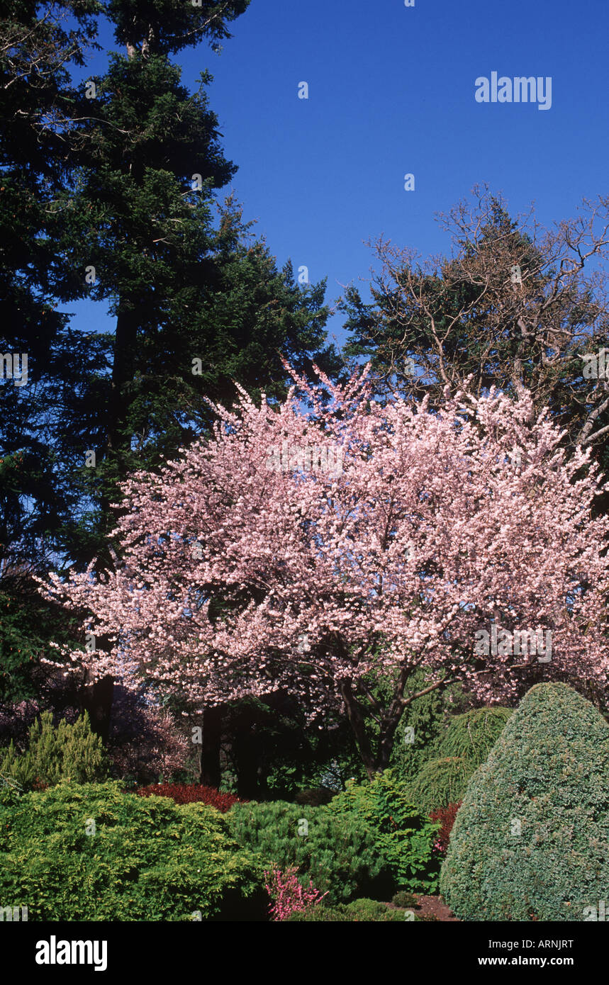 Cherry blossoms in Beacon Hill Park, Victoria, Vancouver Island