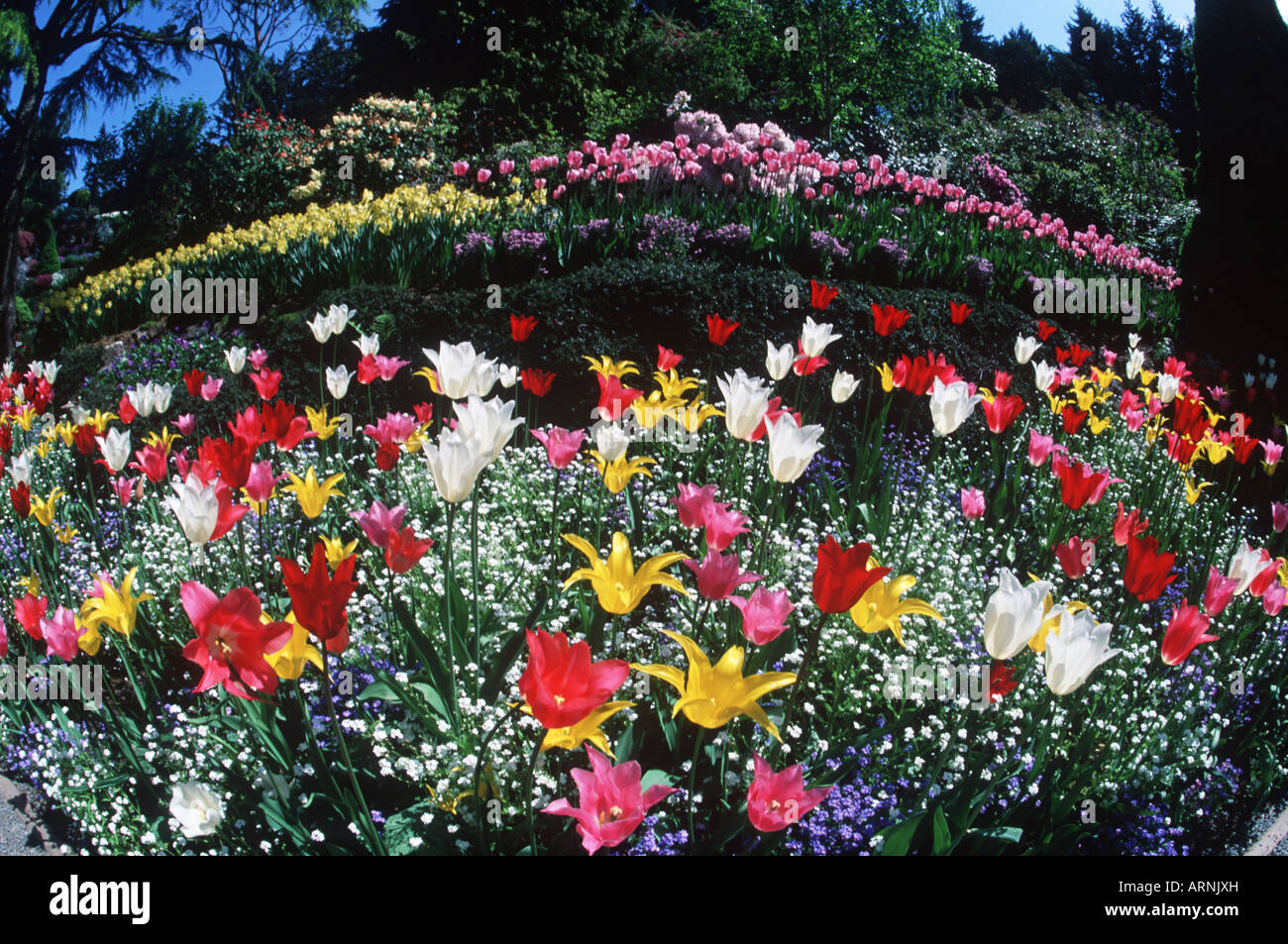 Butchart Gardens, spring tulip display, Victoria, Vancouver Island, British Columbia, Canada. Stock Photo