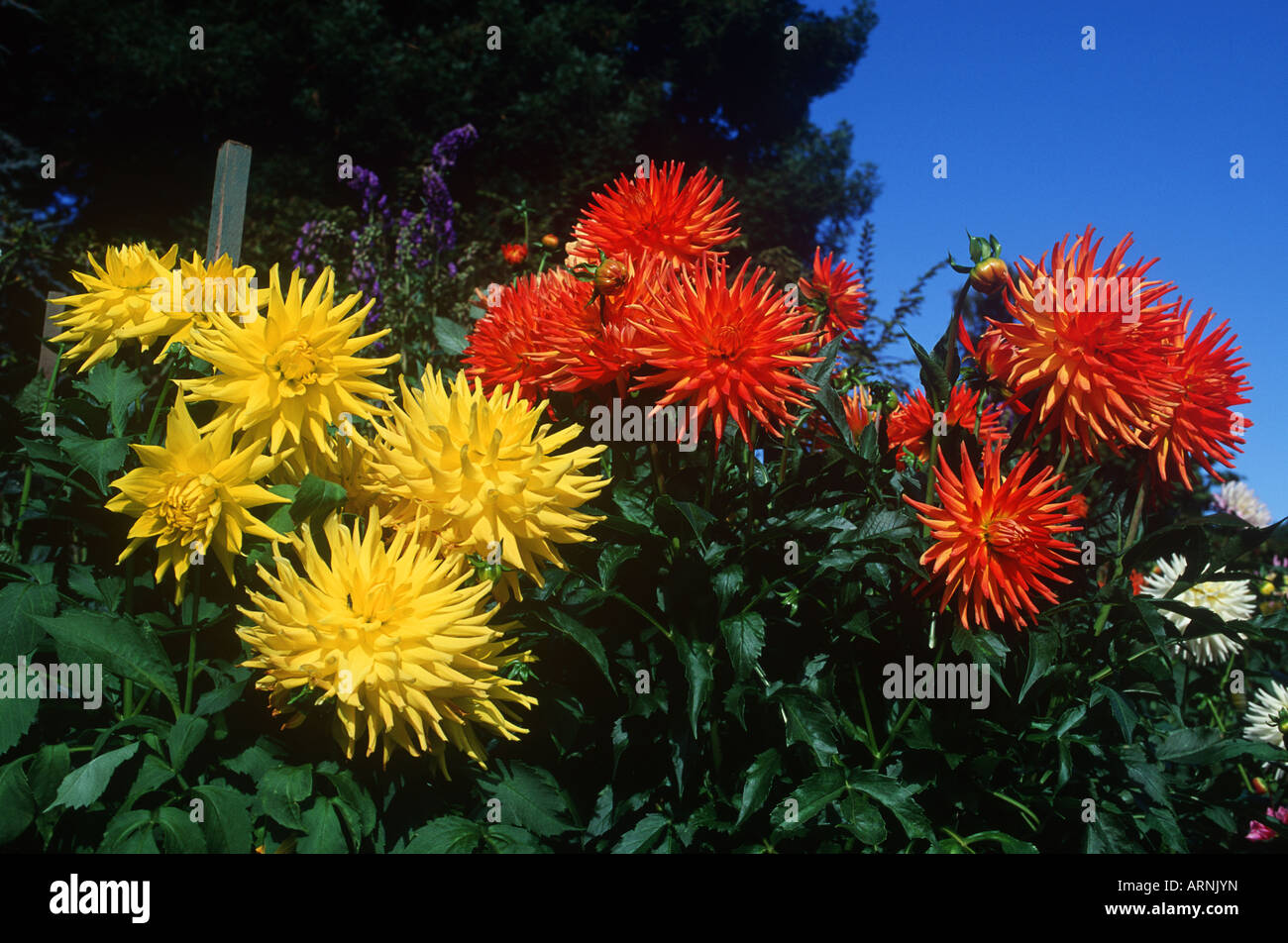 Brentwood, Butchart Gardens, anemonoe flowers, Victoria, Vancouver Island, British Columbia, Canada. Stock Photo