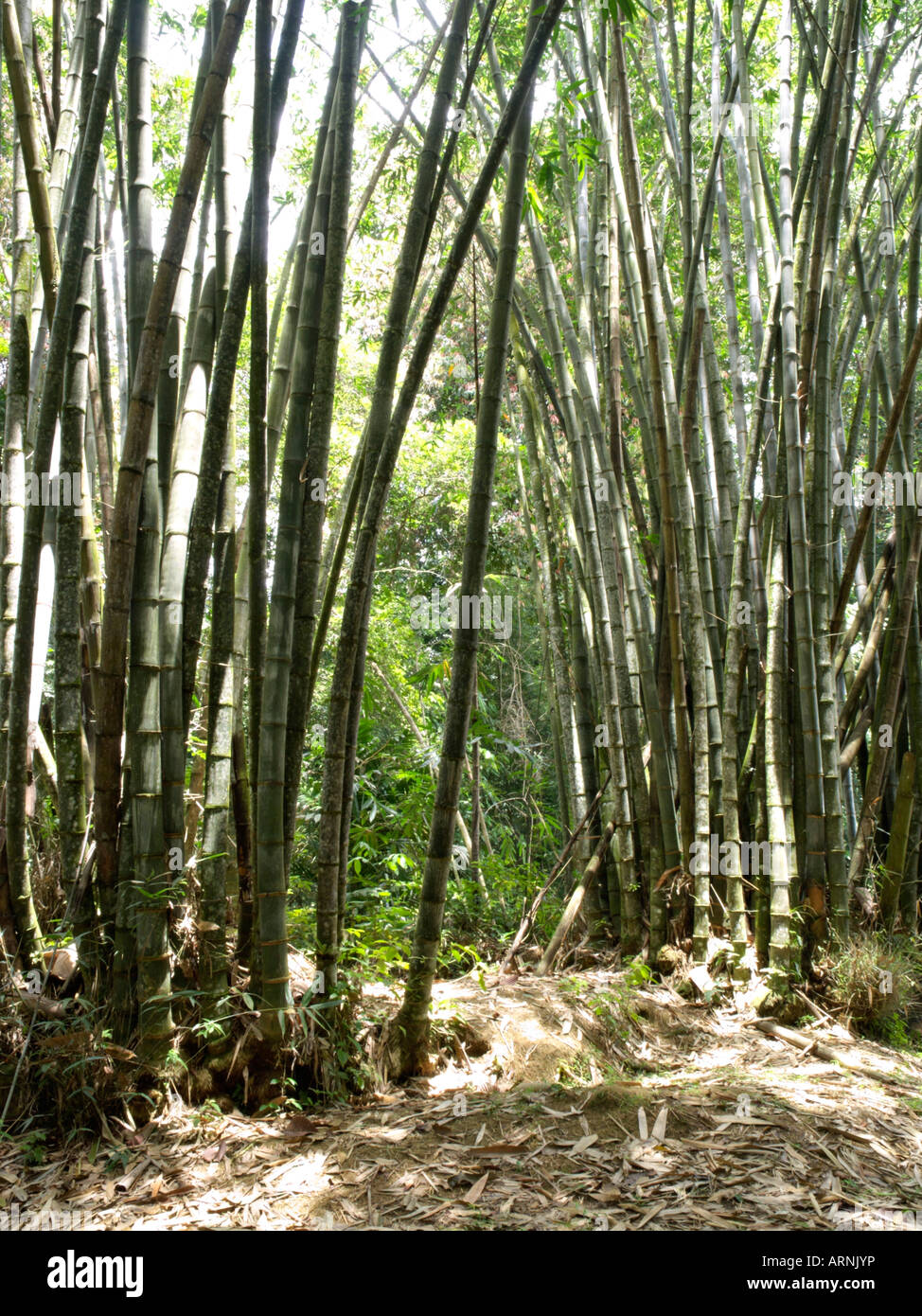 Giant bamboo (Dendrocalamus giganteus) Stock Photo