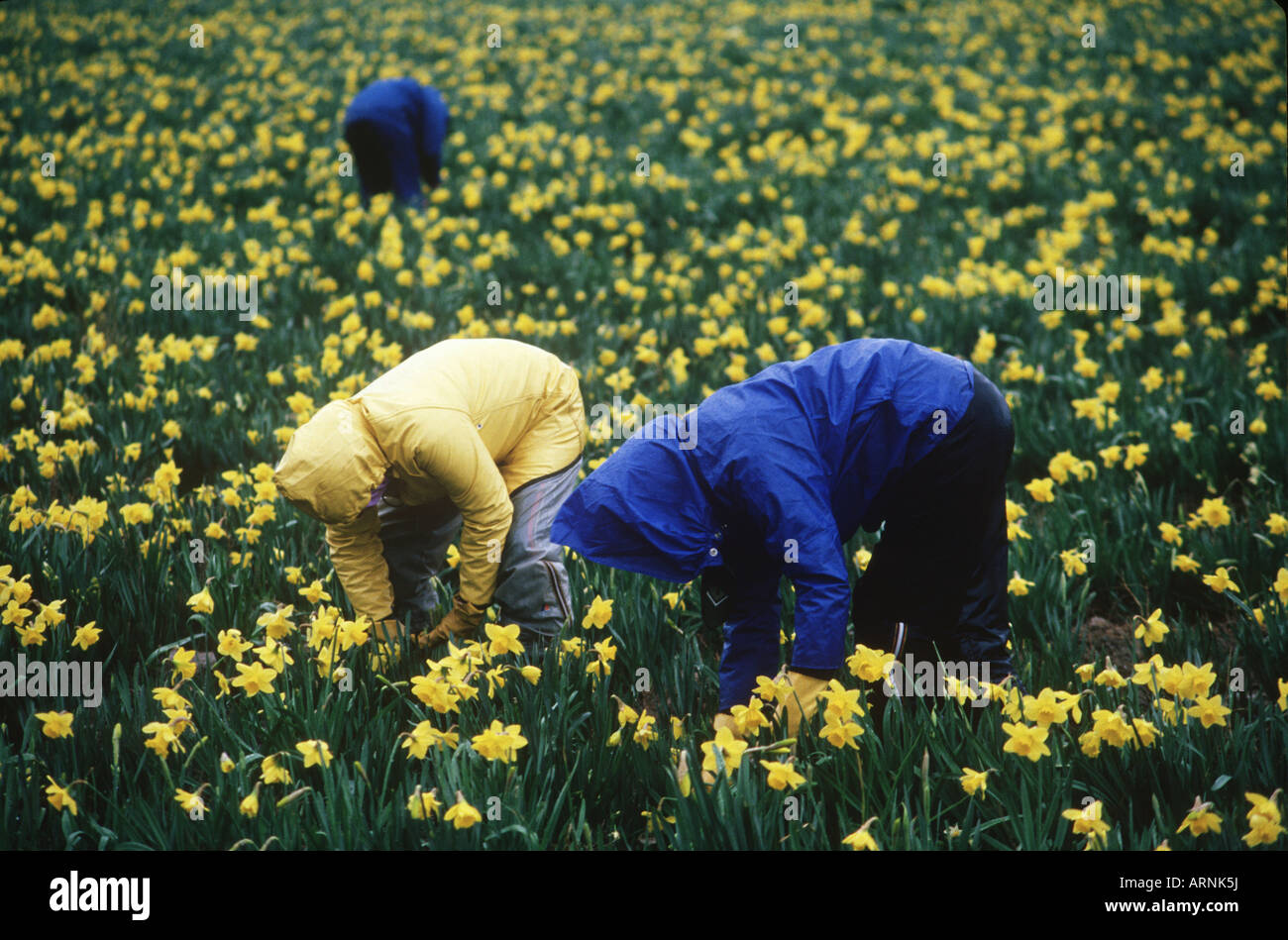 daffodil pickers, Victoria, Vancouver Island, British Columbia, Canada. Stock Photo