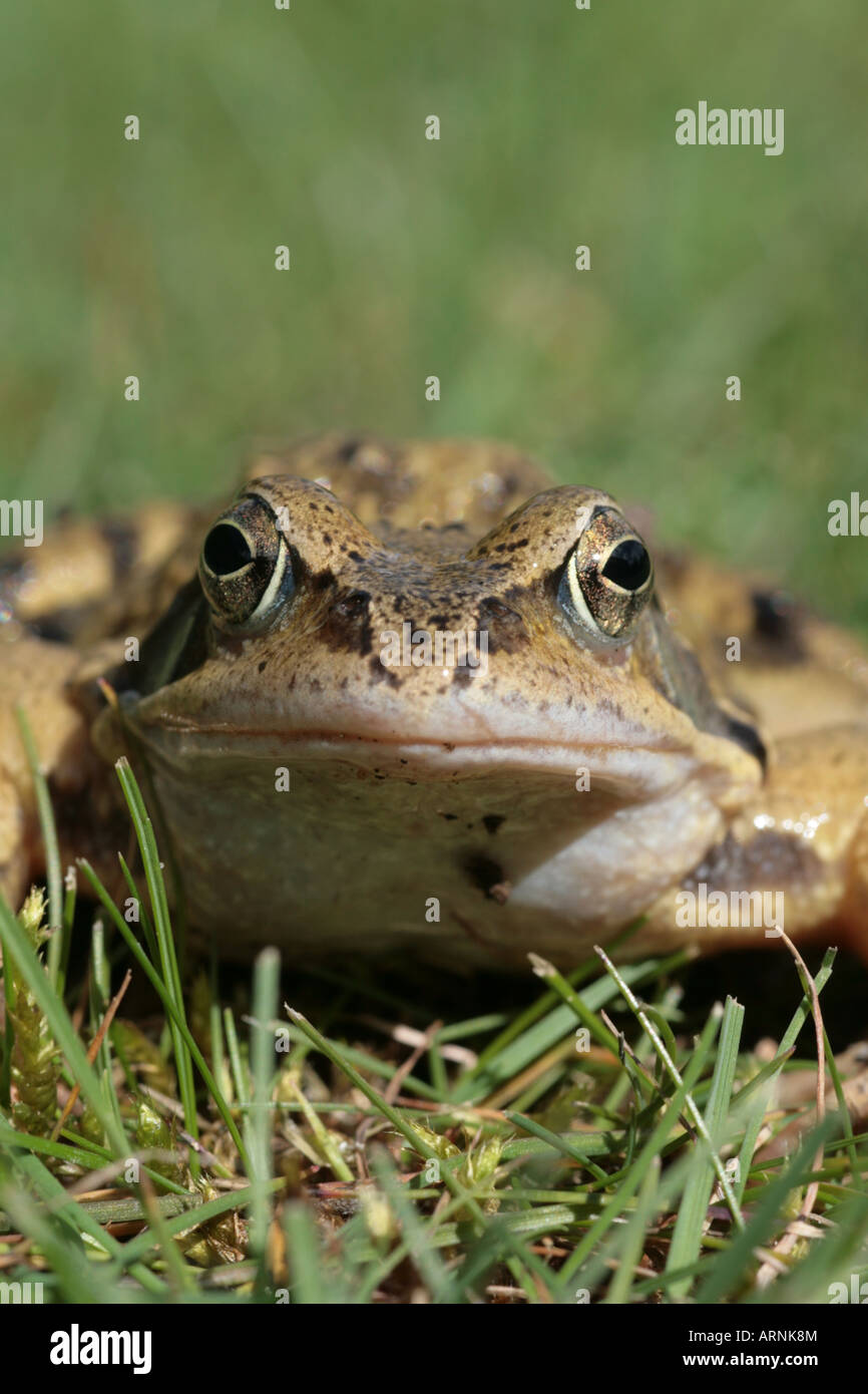 Common frog Rana temporaria on a garden lawn Stock Photo Alamy