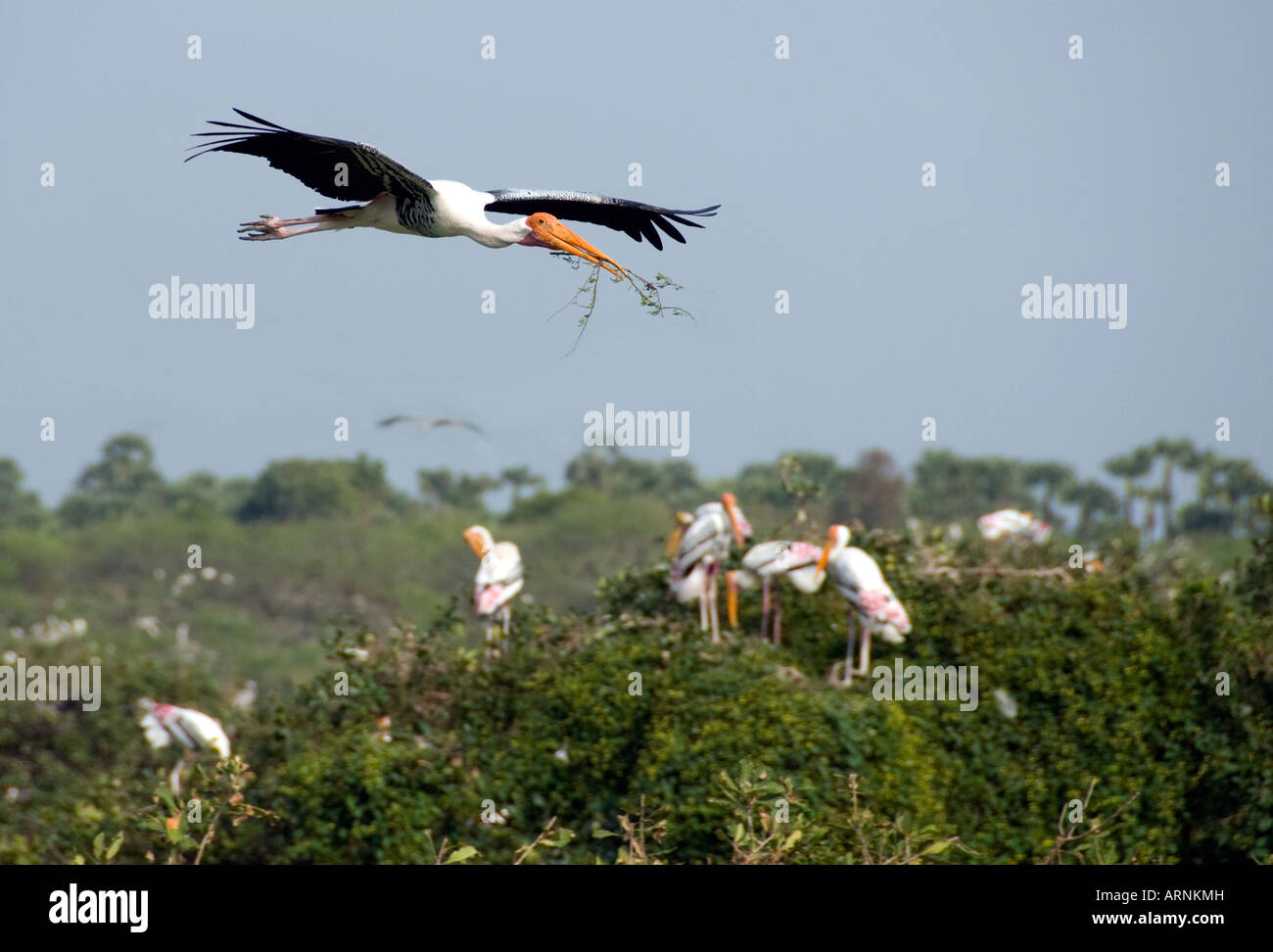 A Painted Stork in flight at the Vedantangal Bird Sanctuary in Tamil Nadu India Stock Photo