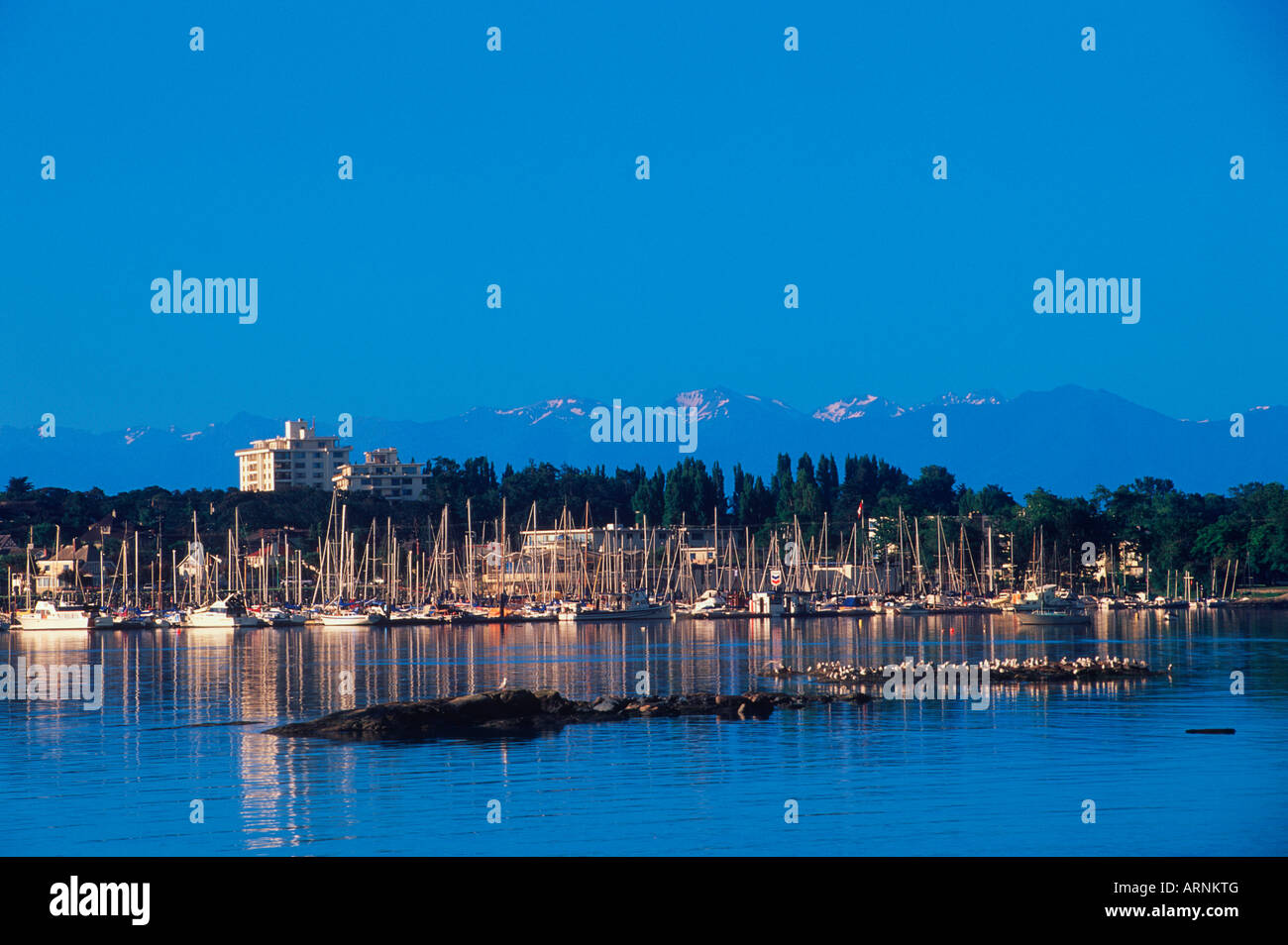 Oak Ridge Marina Oak Bay Marina High Resolution Stock Photography and Images - Alamy