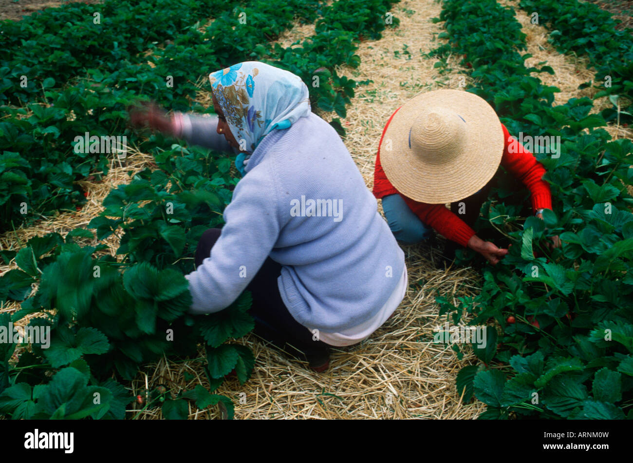 pickers in strawberry fields, Victoria, Vancouver Island, British Columbia, Canada. Stock Photo