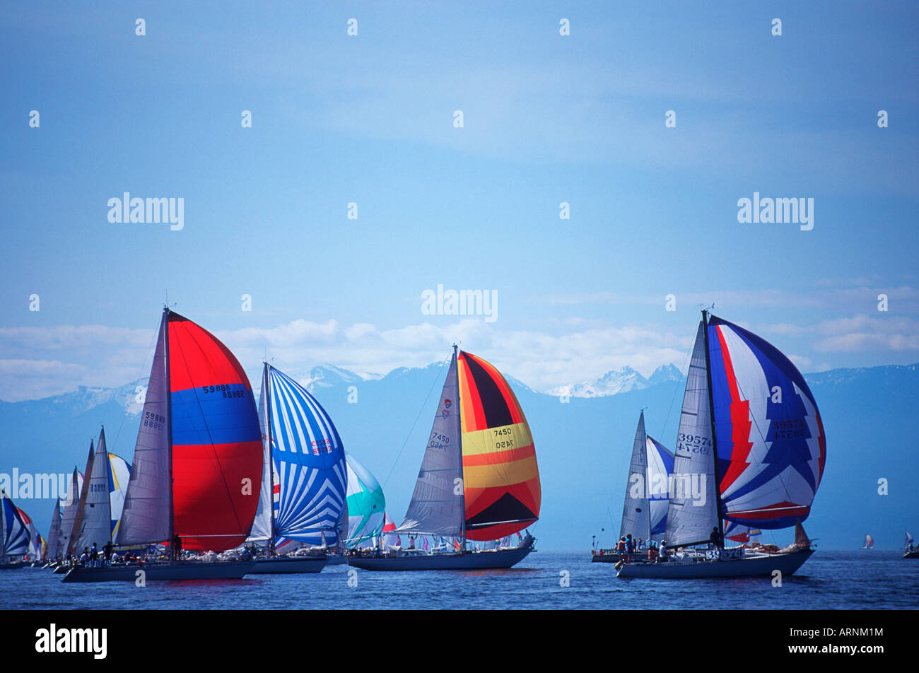 sailboat race for sale