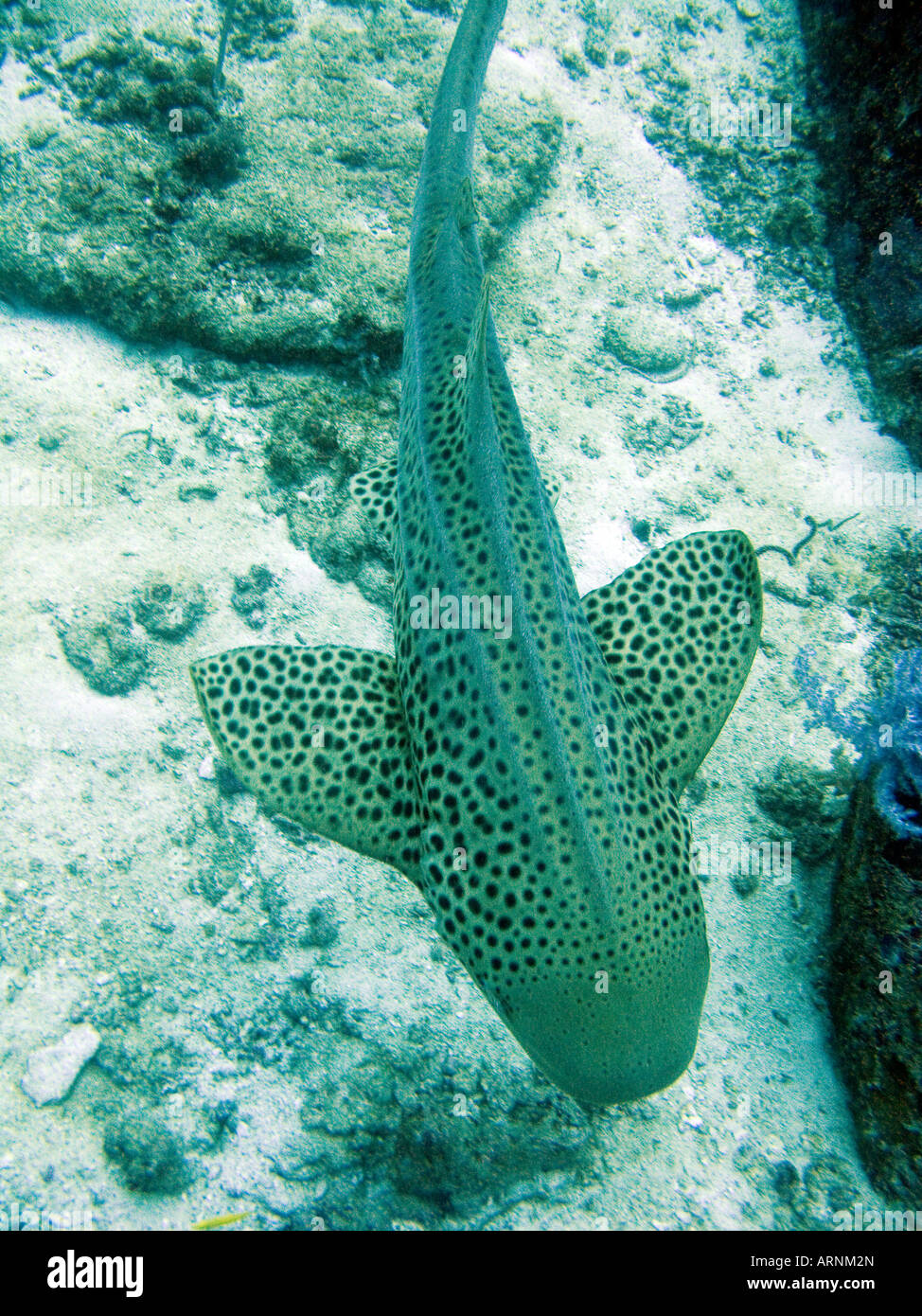 Leopard shark stegostoma fasciatum on resting on rubble head on shot January 2008 Similan islands Andaman sea Thailand Stock Photo