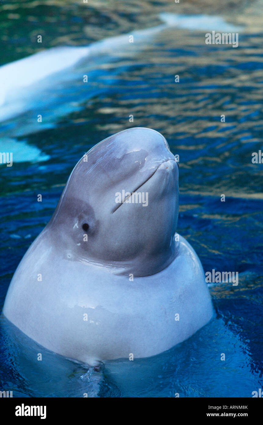 Vancouver Aquarium, Beluga Whale, Vancouver, British Columbia, Canada. Stock Photo