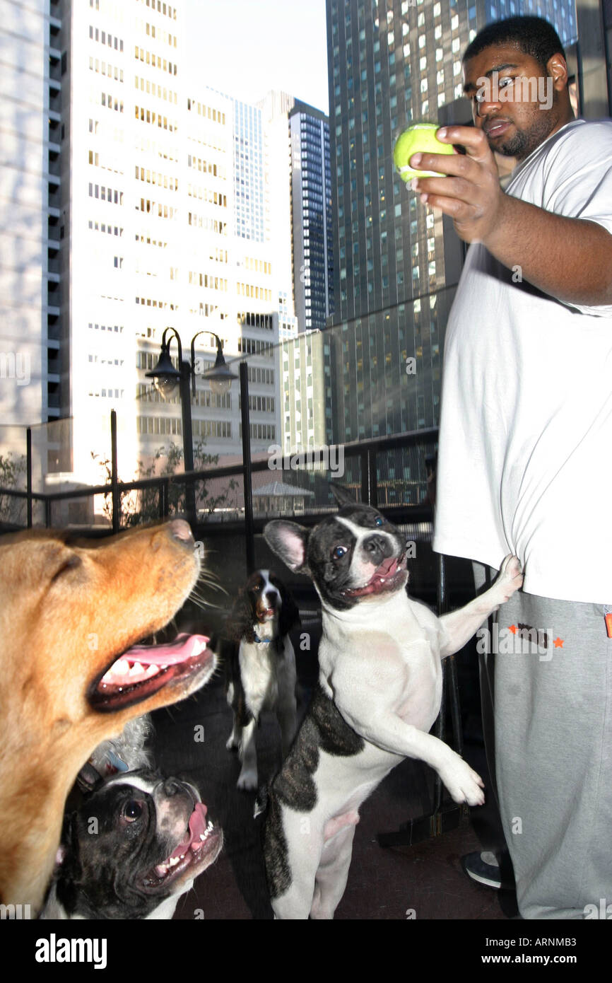 Dog Hotel New York Stock Photo Alamy