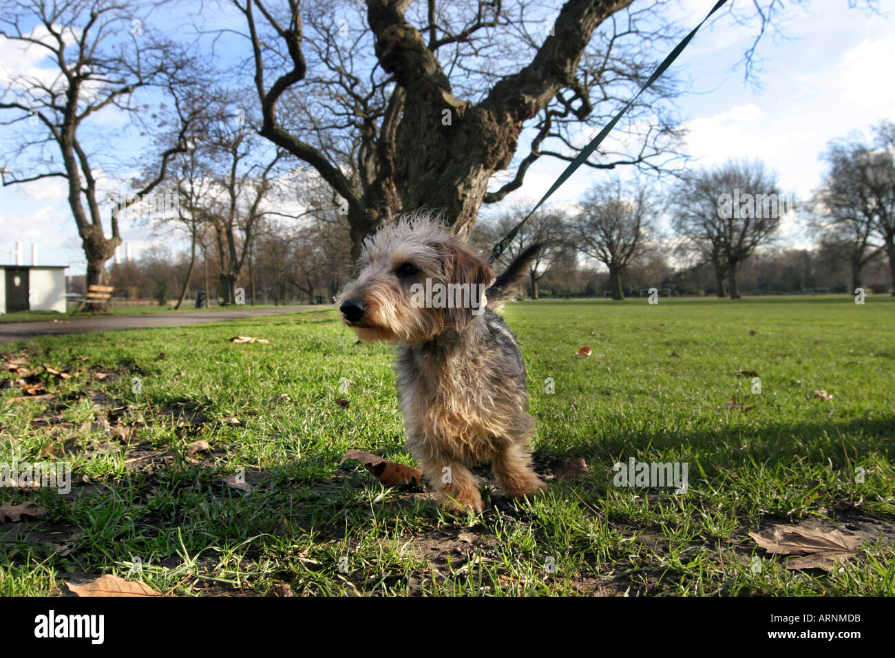 Dog in Battersea Park, London, UK Stock Photo Alamy