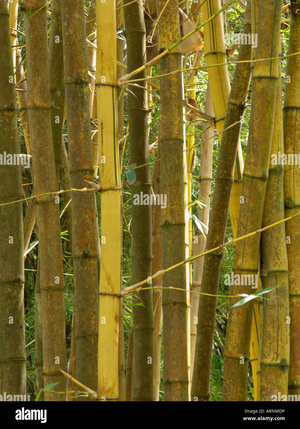 Golden bamboo (Bambusa vulgaris 'Vittata') Stock Photo