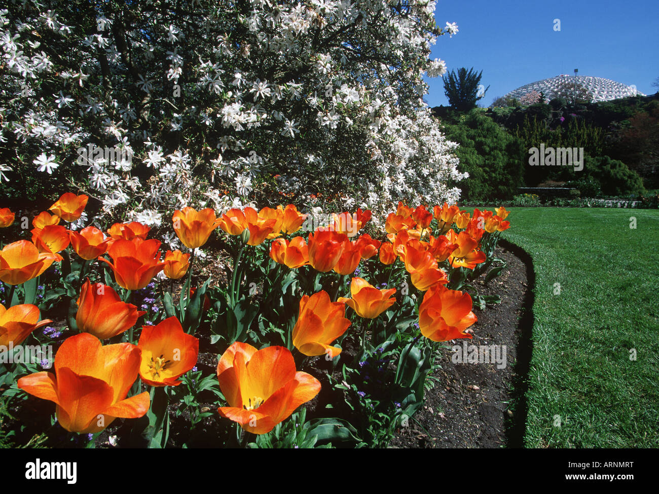 Queen Elizabeth Park, spring tulips, Vancouver, British Columbia