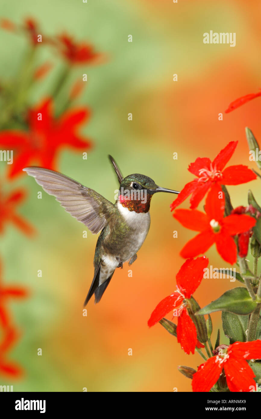 Hummingbird getting nectar hires stock photography and images Alamy