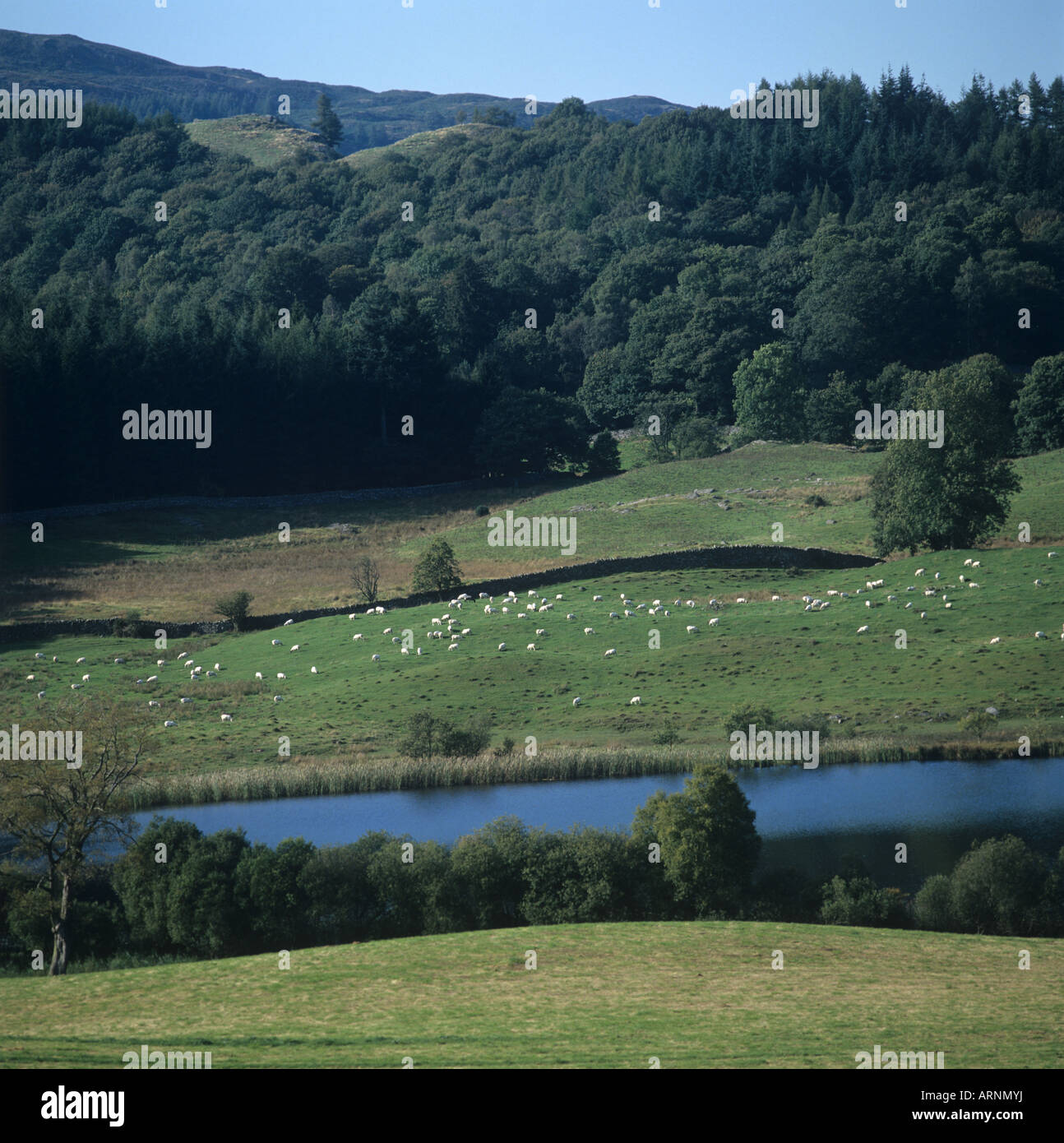 Sheep grazing on Lake District pasture beyond a small lake near Windermere Stock Photo