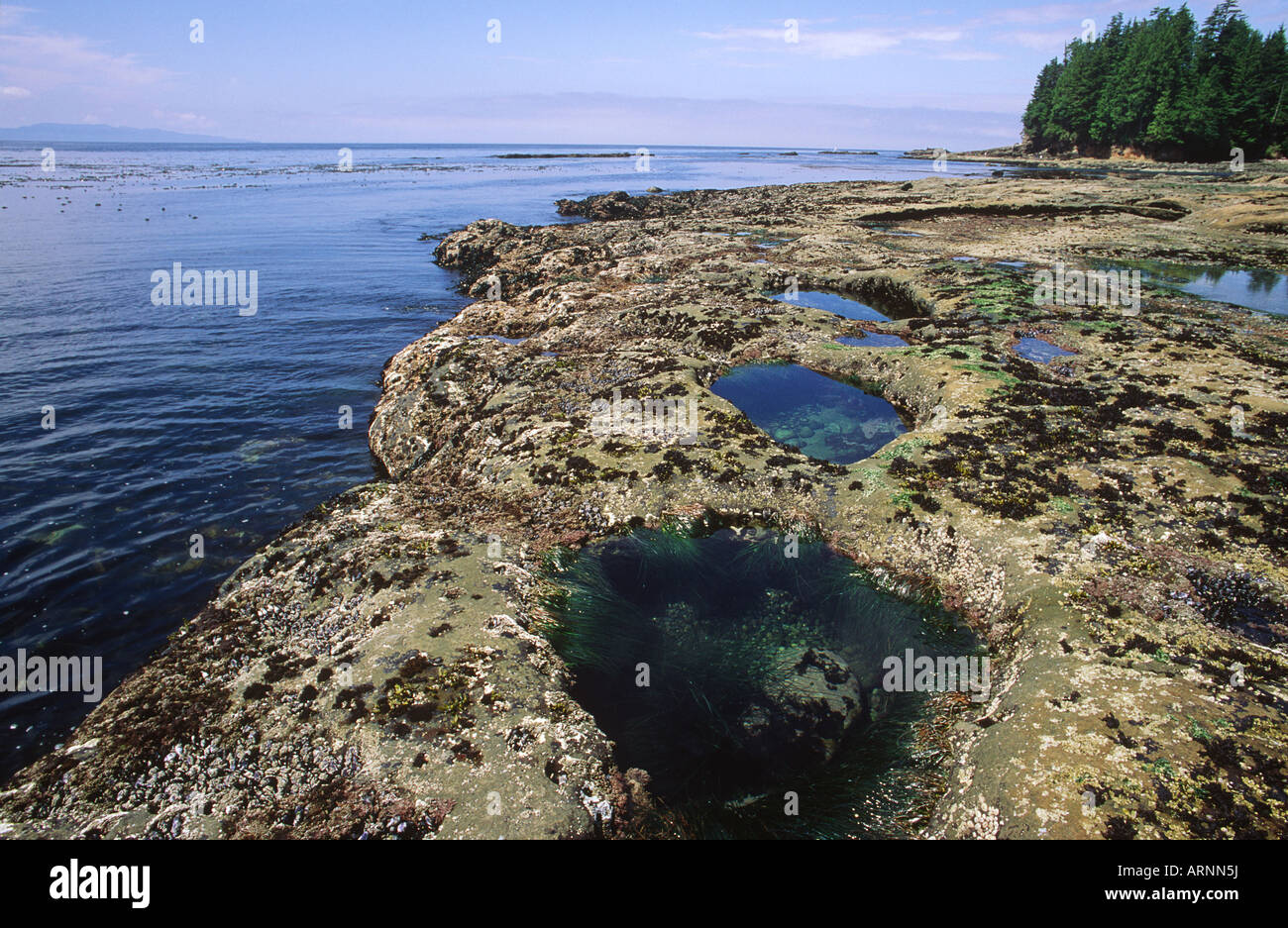 tide pools, Juan de Fuca Provincial Park, British Columbia, Canada