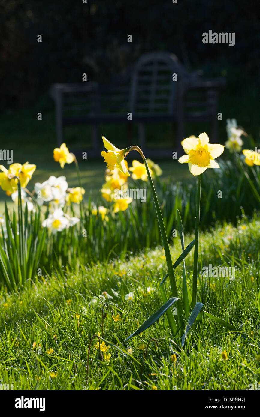 Daffodils in old Orchard at Elworthy Cottage, Somerset. Stock Photo