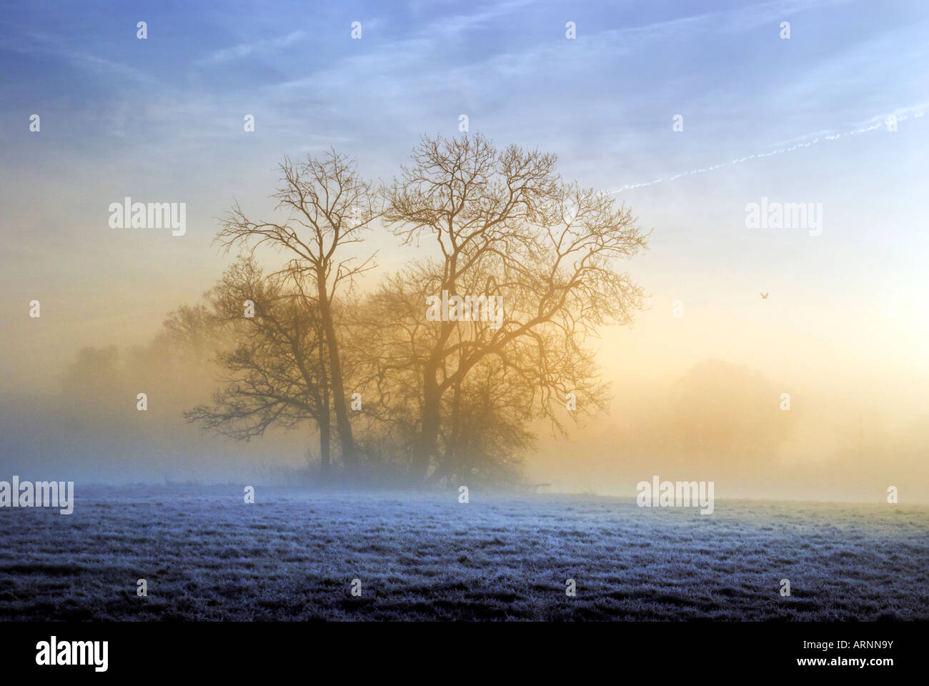 Meadow - early morning frost with sun and mist Stock Photo