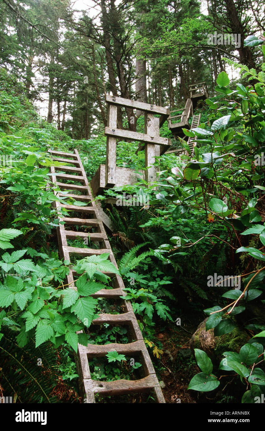 Pacific Rim, West Coast Trail, Ladders on the trail, Vancouver Island,  British Columbia, Canada Stock Photo - Alamy