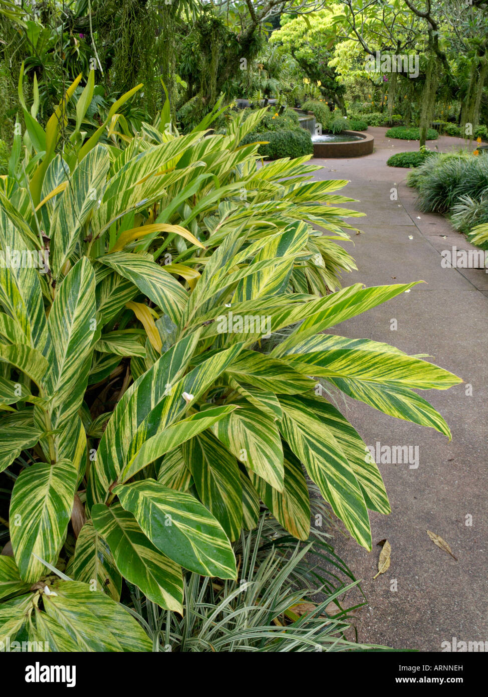 Shell ginger (Alpinia zerumbet 'Variegata') Stock Photo