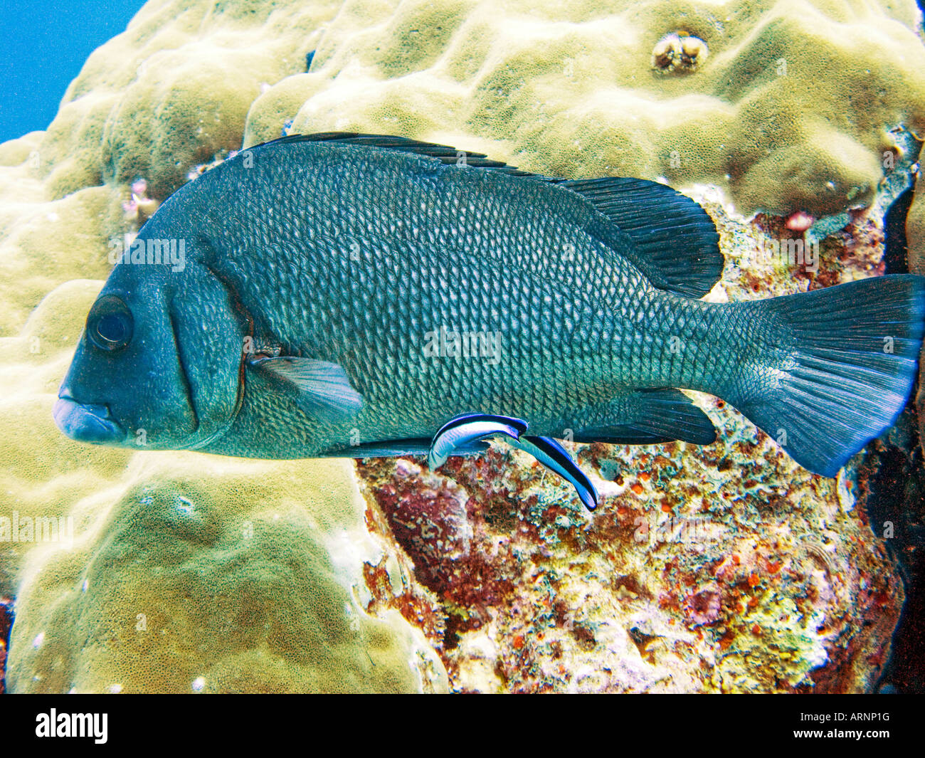 Silver sweetlips at cleaning station with cleaner wrasse Stock Photo