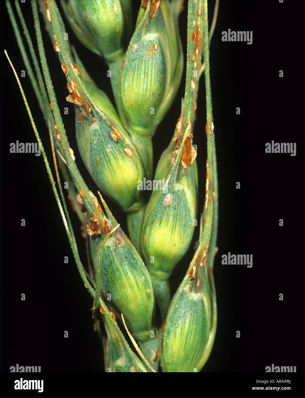 Black stem rust Puccinia graminis on wheat ear and grains USA Stock Photo