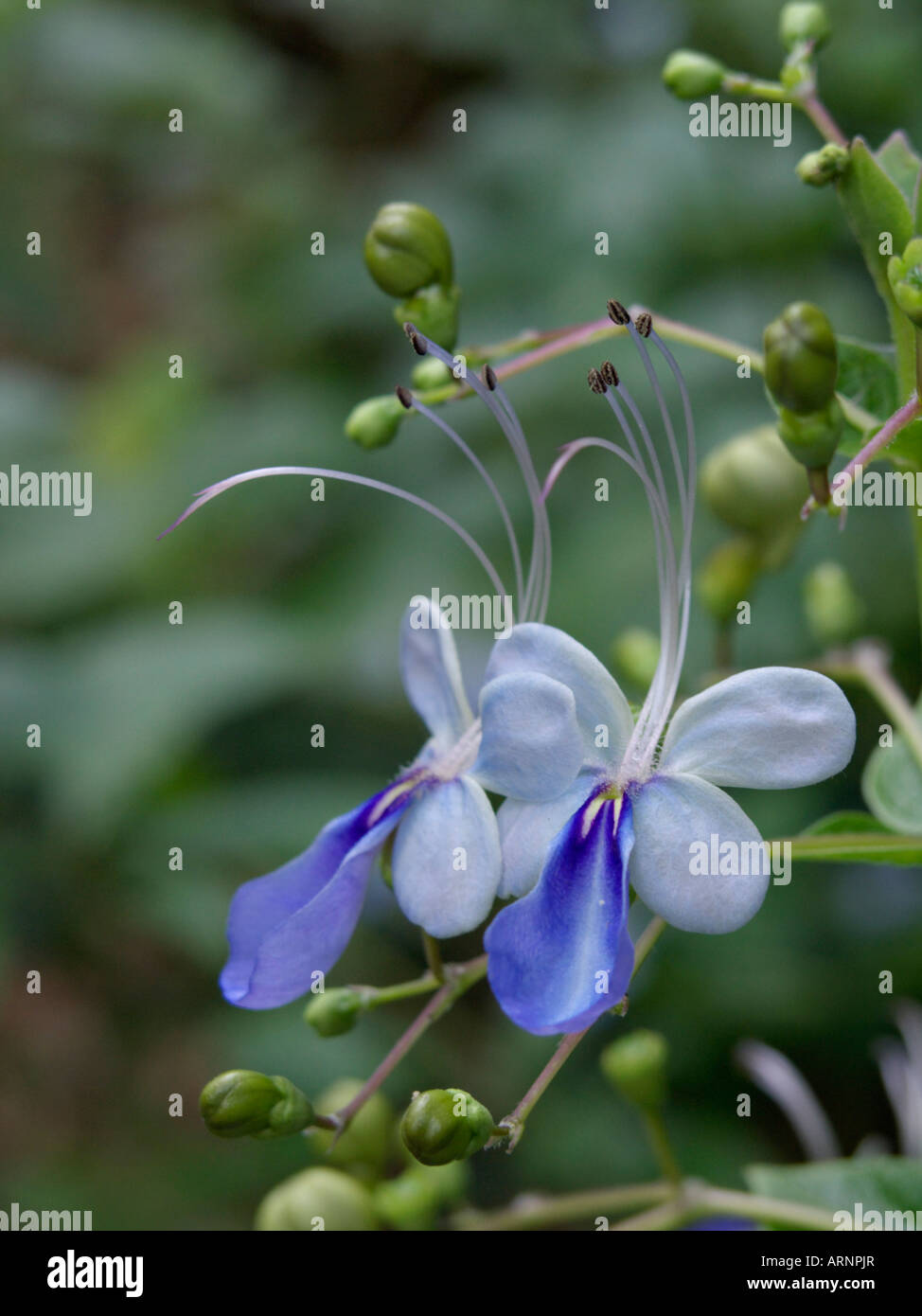 Blue glory bower (Clerodendrum myricoides 'Ugandense' syn. Clerodendron myricoides 'Ugandense') Stock Photo