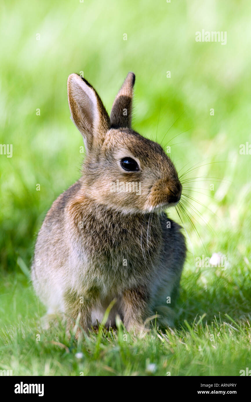 Leporidae family hi-res stock photography and images - Alamy