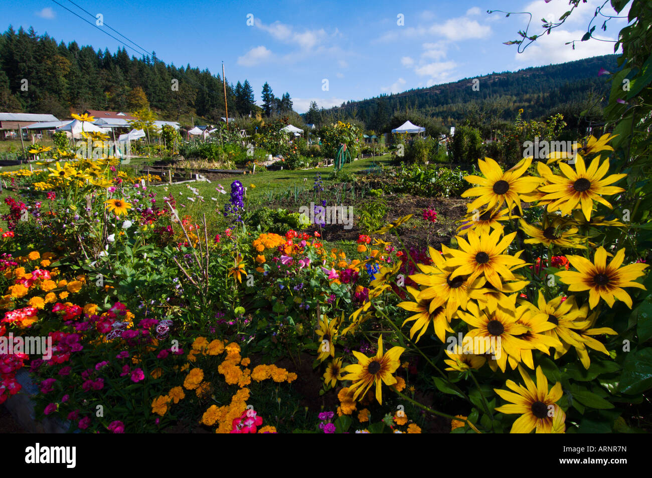 Providence Farm garden, Cowichan Bay, Vancouver Island, British Columbia, Canada. Stock Photo