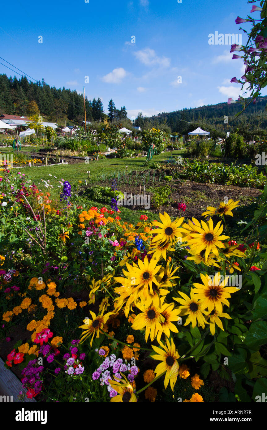 Providence Farm garden, Cowichan Bay, Vancouver Island, British Columbia, Canada. Stock Photo