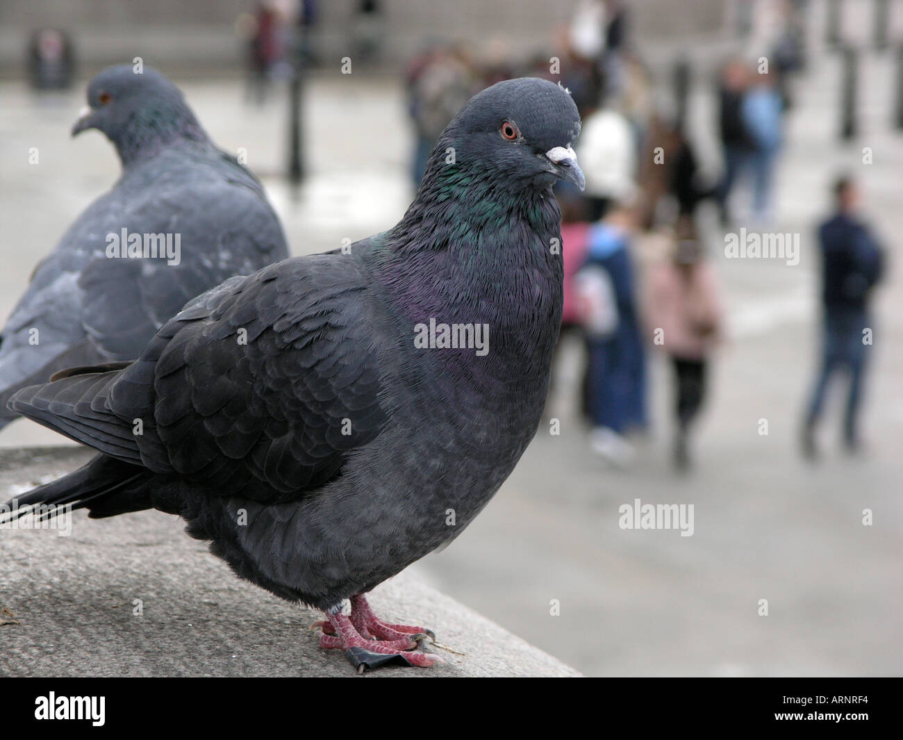 Feral pigeons in Trafalgar Square could lead to bird flu transmission London UK Stock Photo