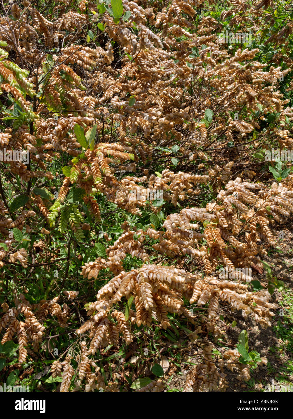 Serengan (Flemingia strobilifera) Stock Photo