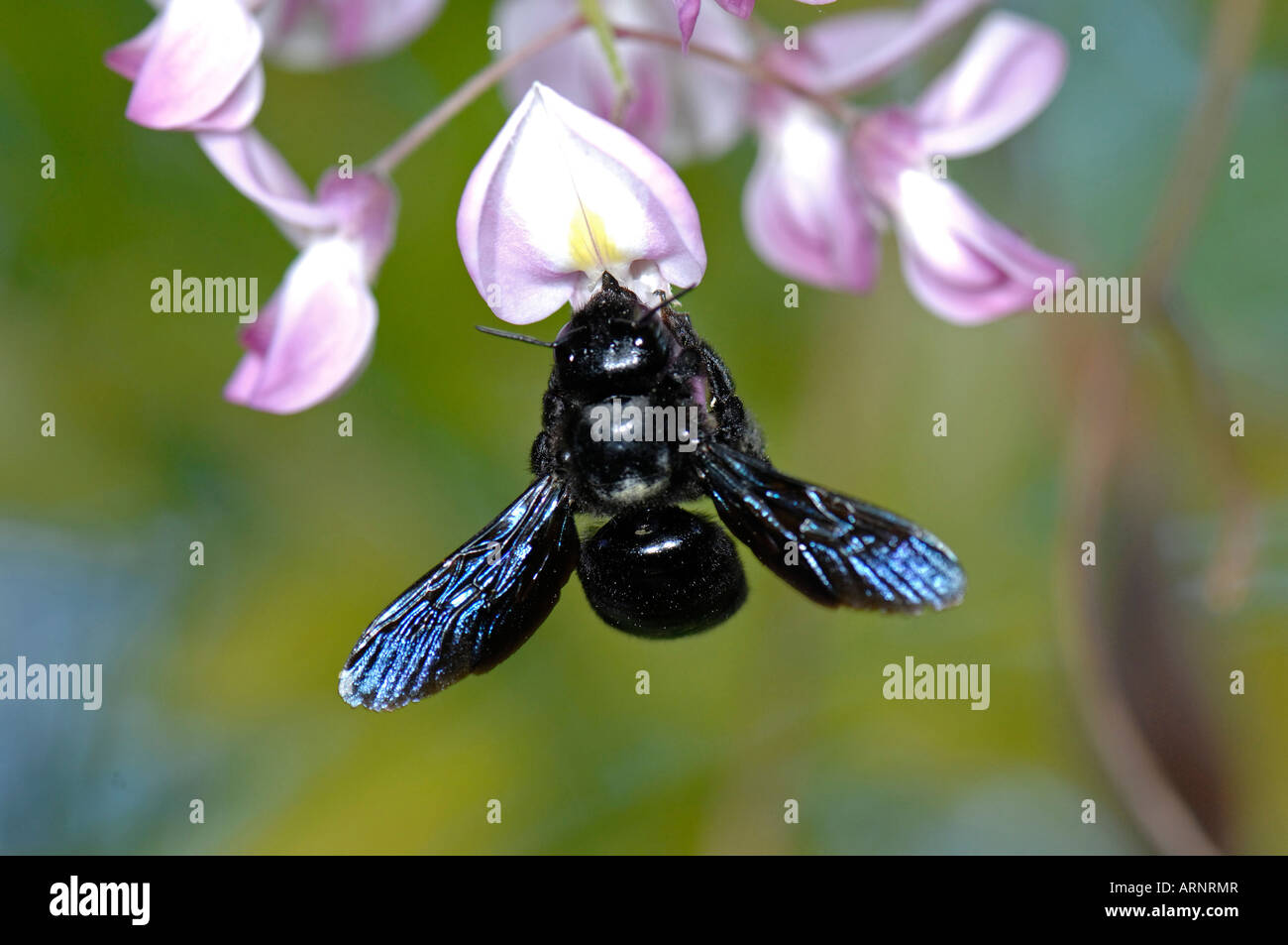 European Carpenter Bee (Xylocopa violacea) on Wisteria flower Stock Photo