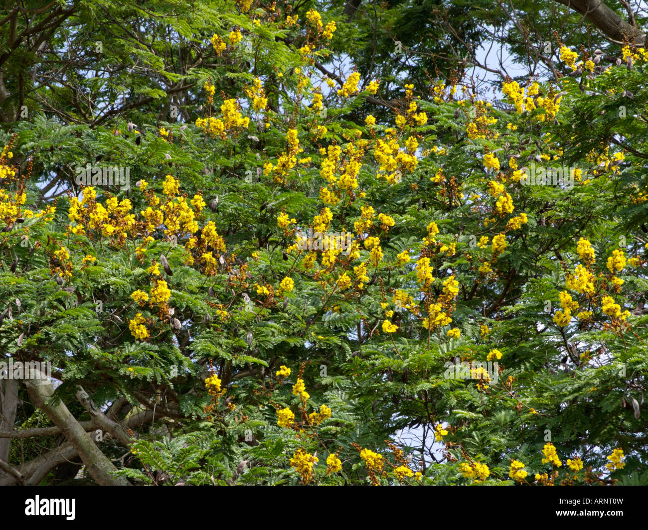 Yellow flame tree (Peltophorum pterocarpum) Stock Photo