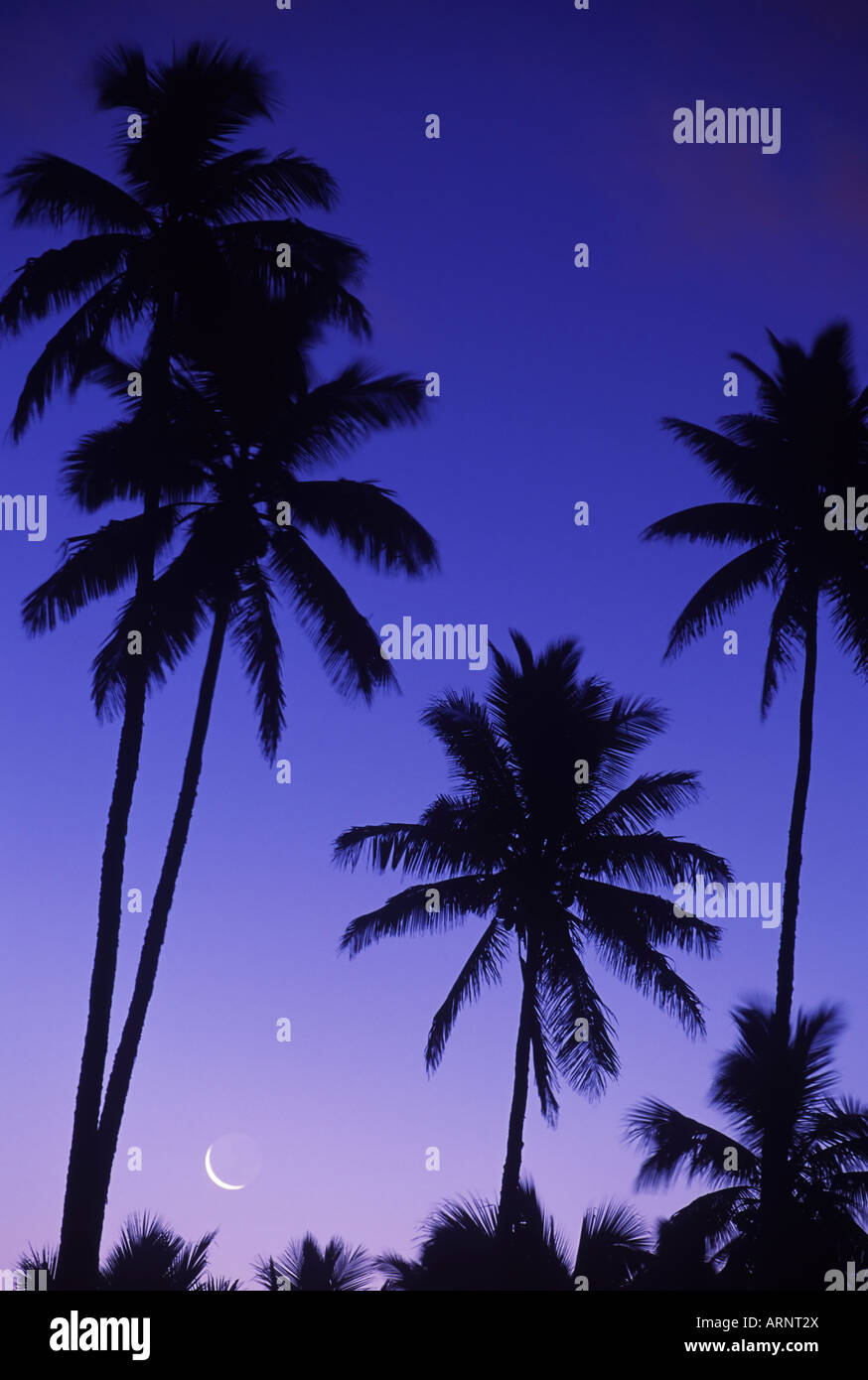 Cook Islands, South Pacific, Raratonga, palm tree at sunset Stock Photo