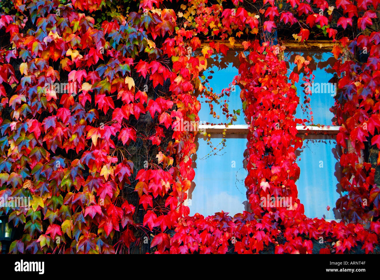 Ivy plant turning red hi-res stock photography and images - Alamy