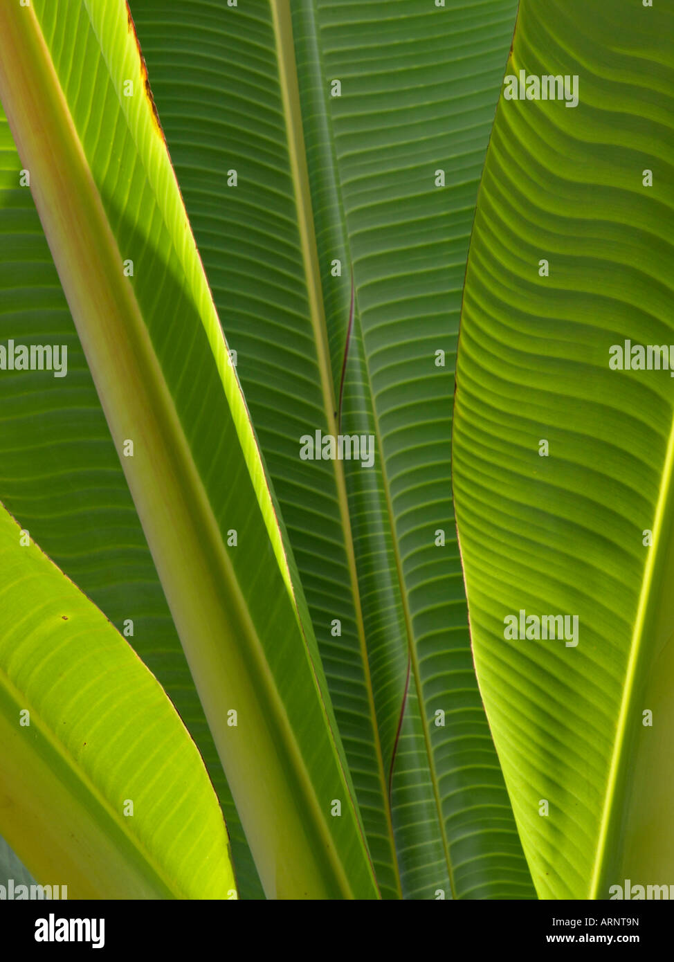 Abyssinian banana (Ensete superbum) Stock Photo