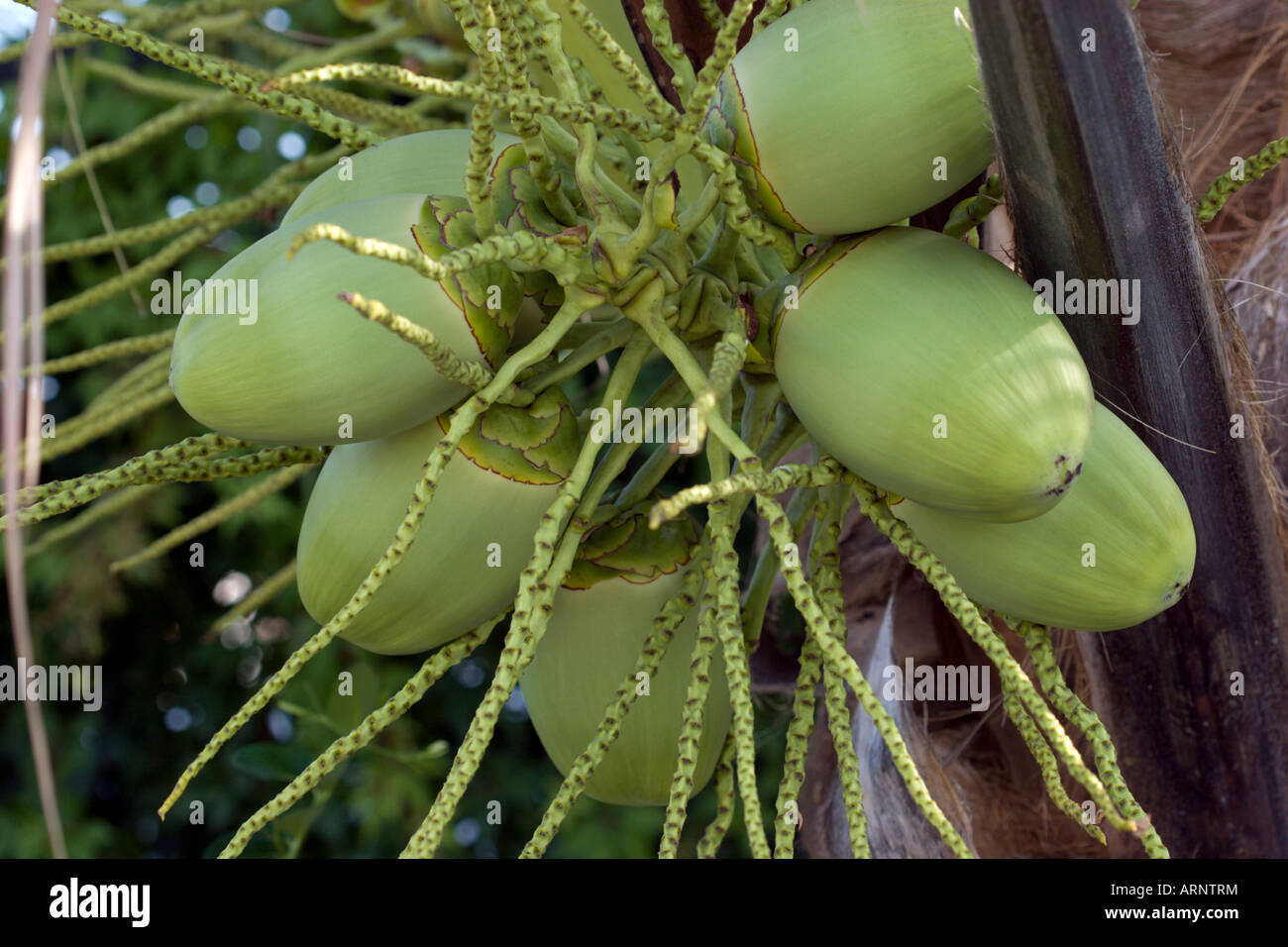 coconuts Stock Photo