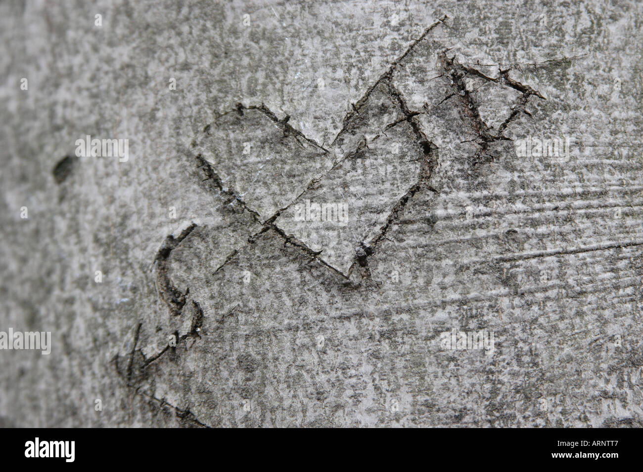 Heart carved in wood on tree bark and trunk Stock Photo