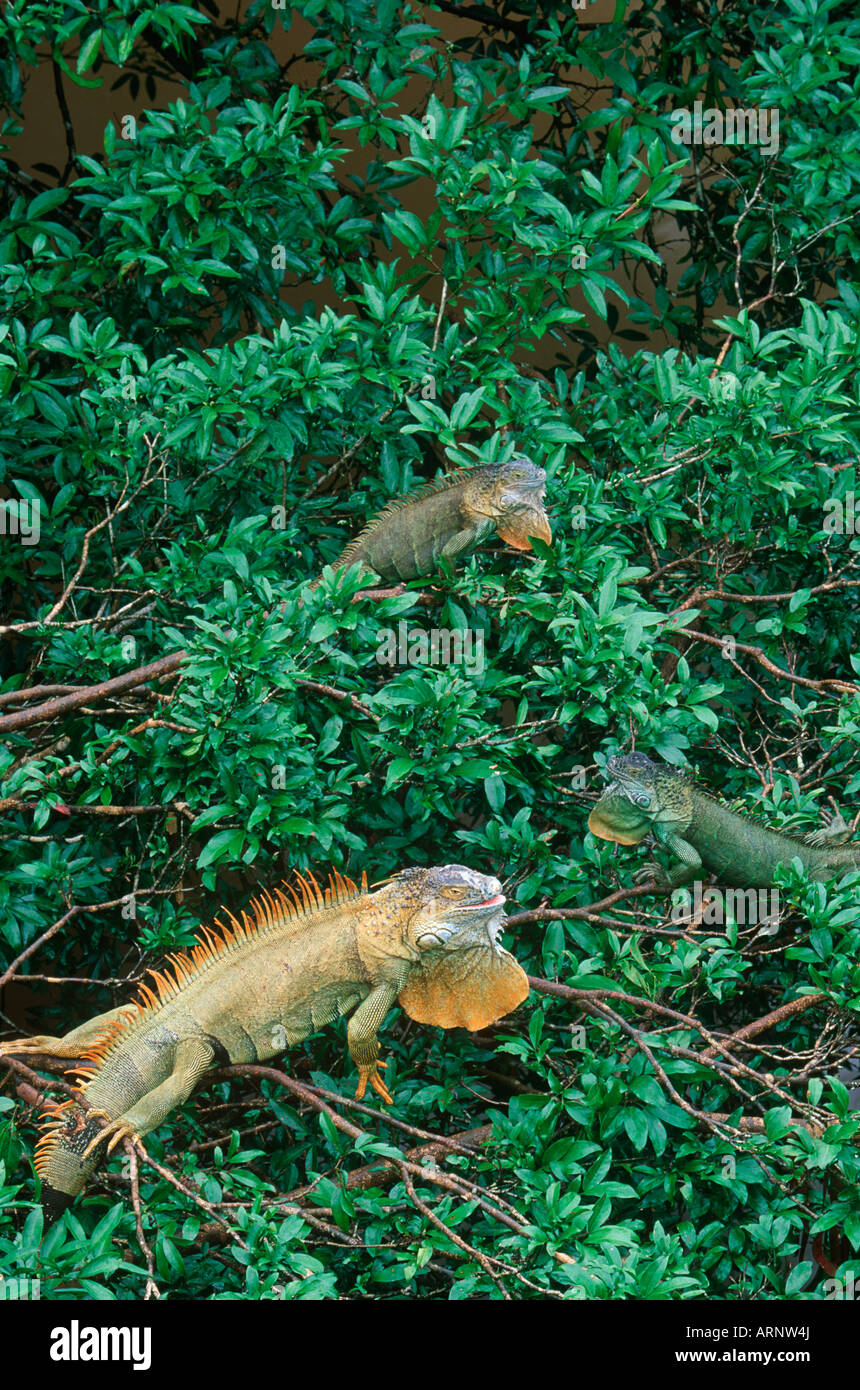 Green iguanas hi-res stock photography and images - Page 22 - Alamy