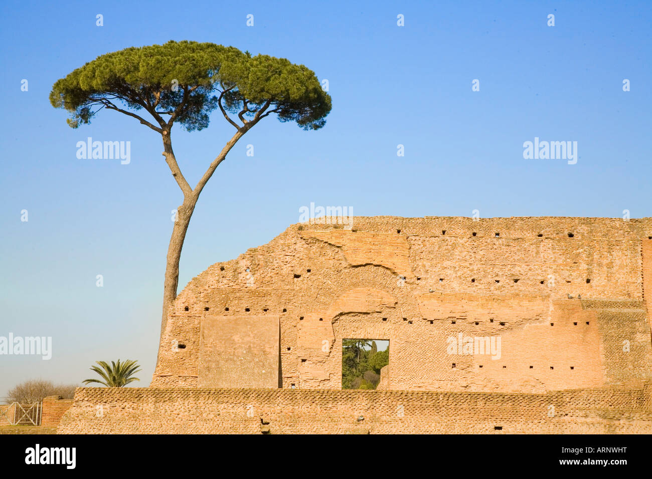 Palatine hill Rome Umbrella pine with Roman ruined wall showing brickwork  detail blue sky Stock Photo - Alamy
