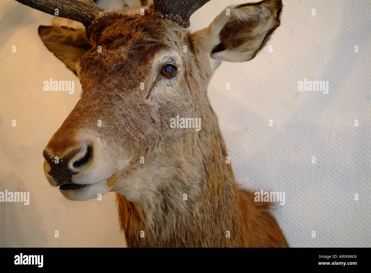 Deer taxidermy near me