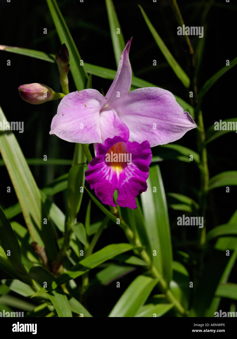 Bamboo orchid (Arundina graminifolia) Stock Photo