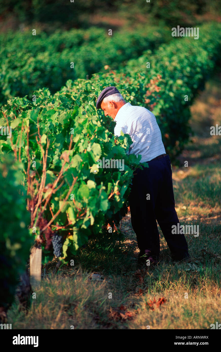 France, Burgundy countryside, vinter  checks grapes Stock Photo