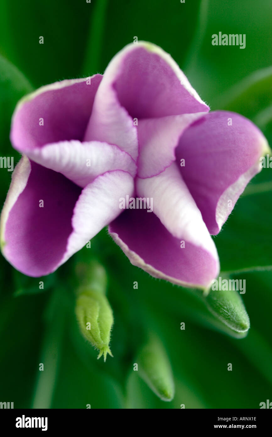 Flower and buds of pink periwinkle flower Stock Photo